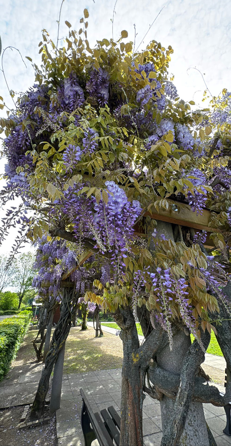 L'image montre une glycine de Chine en pleine floraison grimpant sur une pergola en bois. Les inflorescences violettes et les jeunes feuilles forment une can...