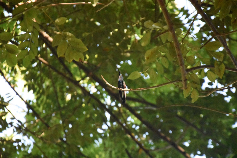 Blauschwanz-Schimmerkolibri — photo 1 sur 1
