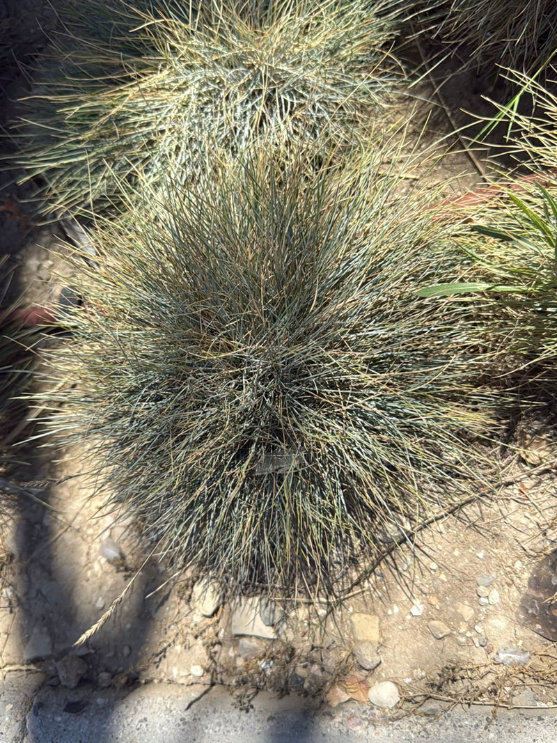 Fétuque bleue — Bild 2