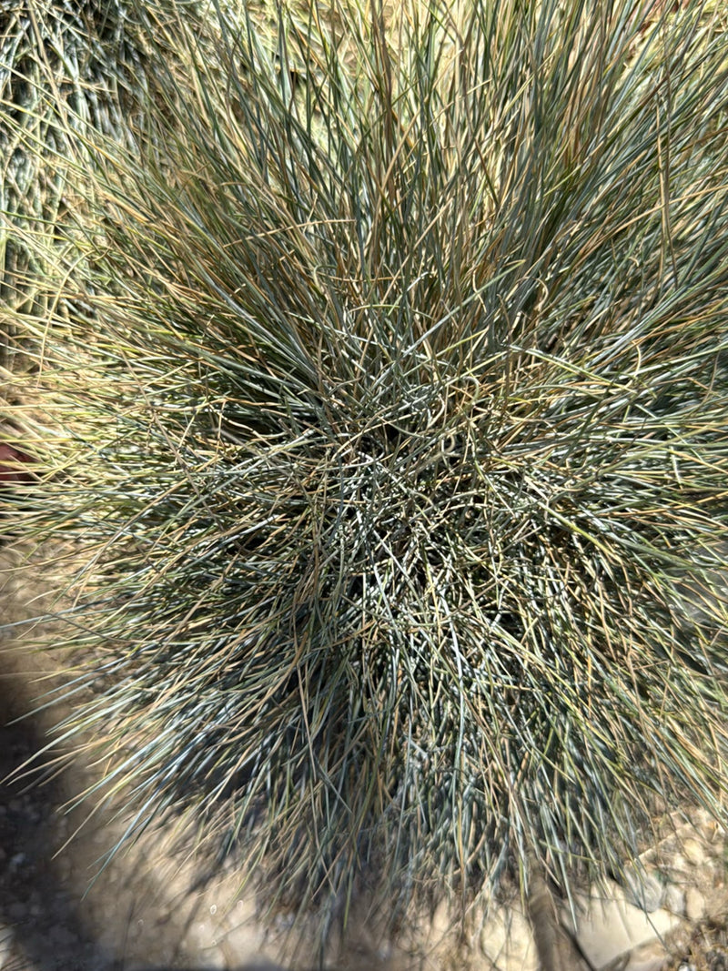 Fétuque bleue — Bild 1