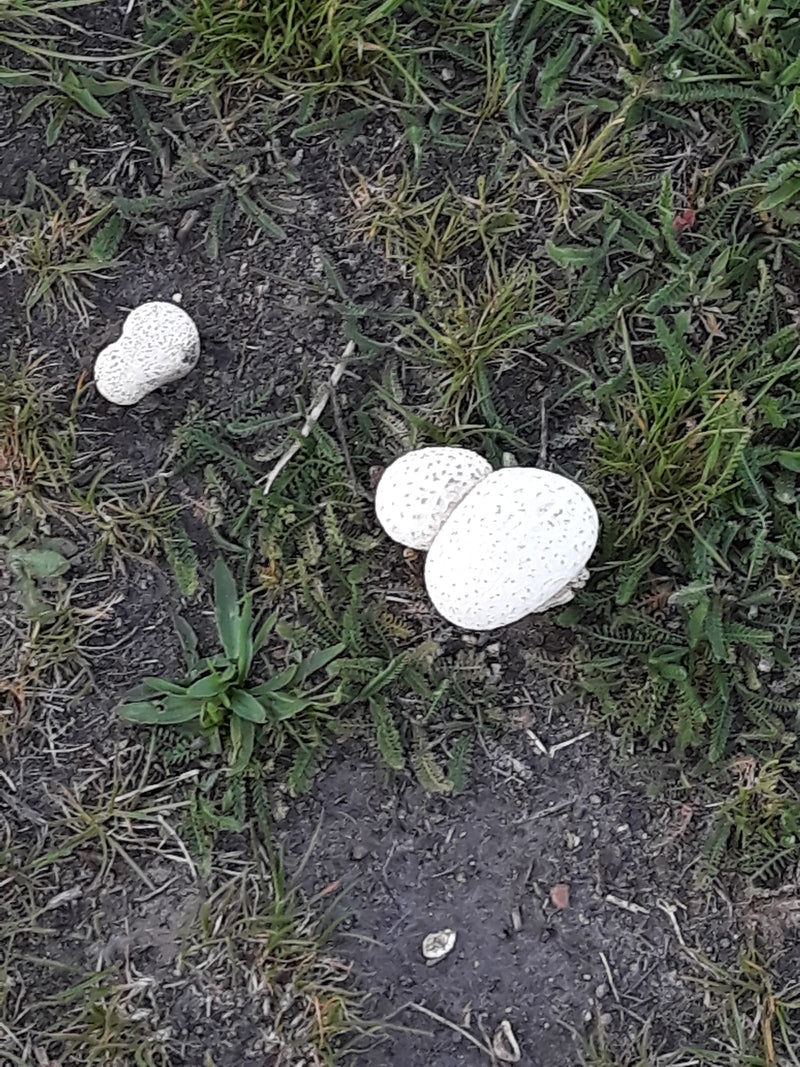 Poussière de plomb — Bild 1