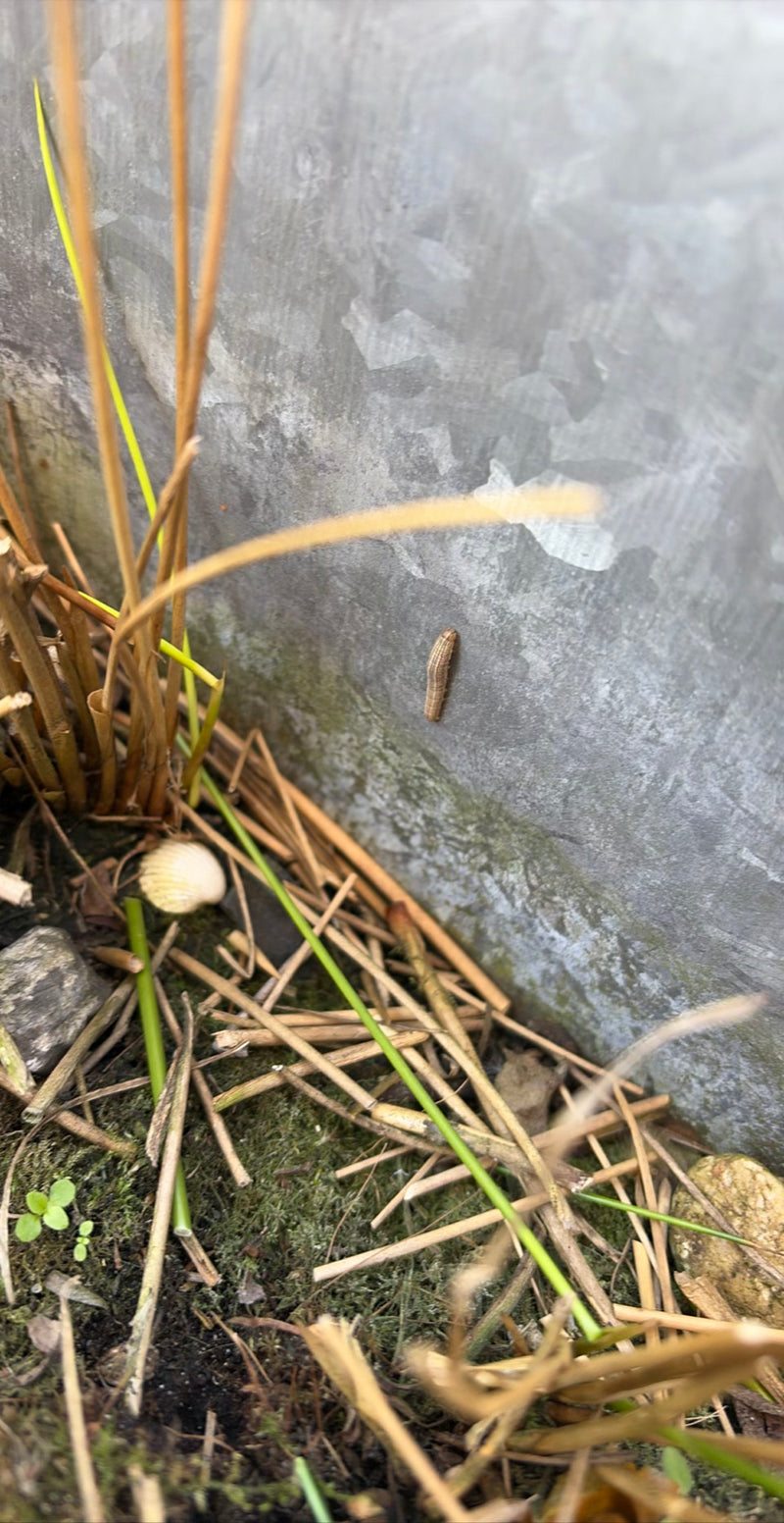 Hibou aux herbes pâles — Bild 1