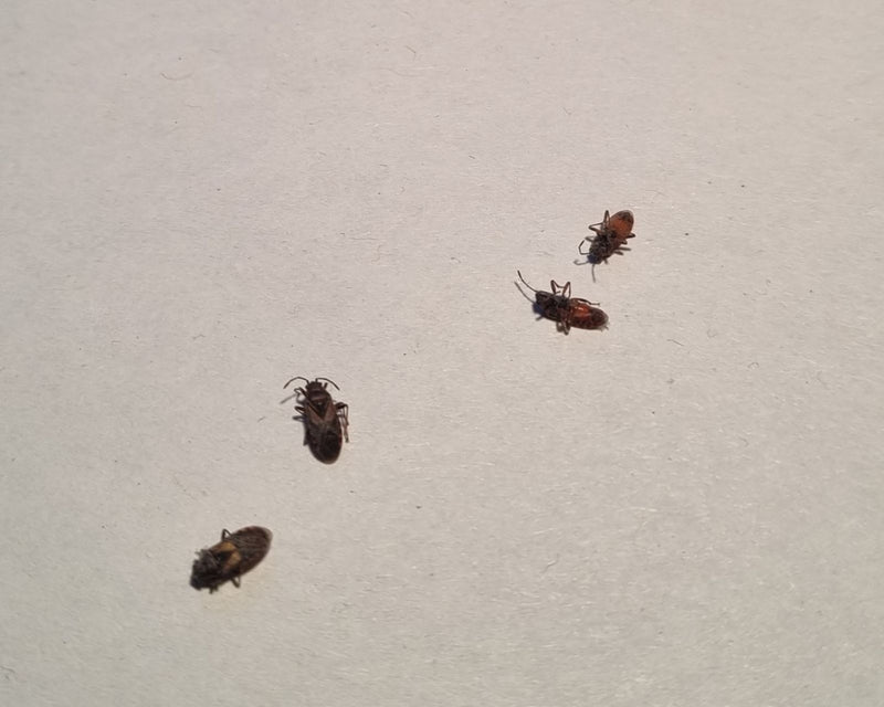 Quatre petits anthocores de la famille des punaises florales sont posés sur une surface claire. Ils restent immobiles vus en légère plongée.