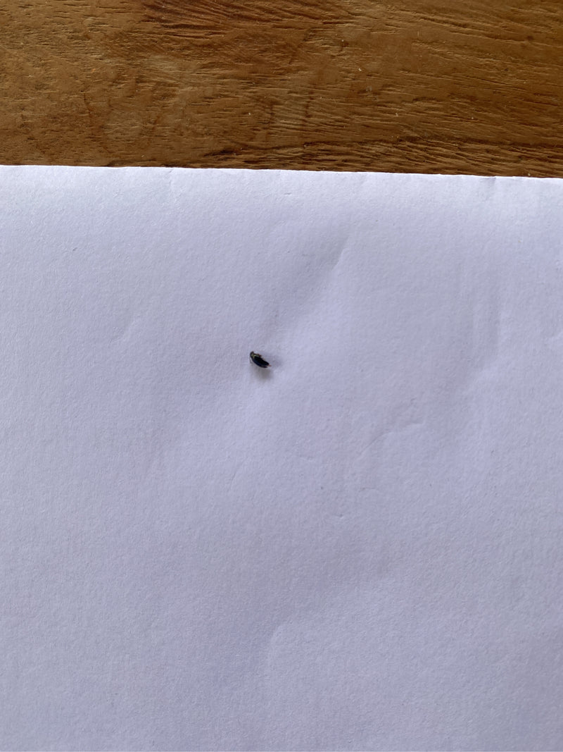 Un tout petit insecte, un pirate des entrepôts, est assis sur une feuille de papier blanc. L'animal n'est reconnaissable que comme un minuscule point sombre.