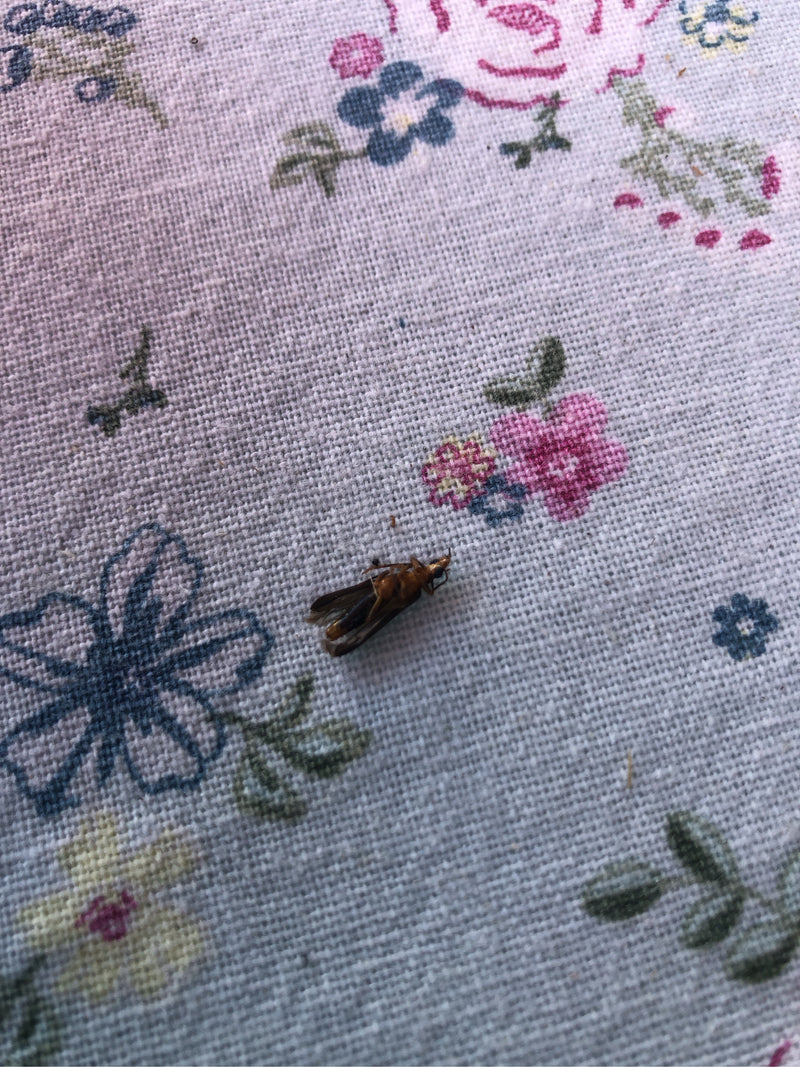 Un exemplaire de Xylocoris flavipes repose sur un tissu à motifs. L'insecte est bien visible.