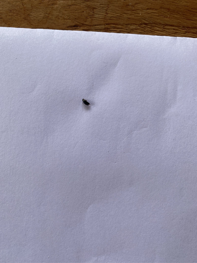 Un tout petit insecte est posé sur une feuille de papier blanche, difficile à reconnaître.