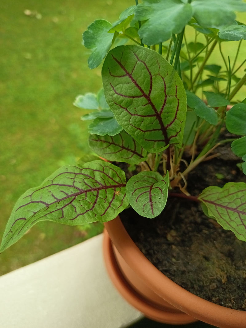 L'image montre une jeune plante d'oseille sanguine avec des nervures de feuilles rouges caractéristiques poussant dans un pot de fleurs en argile.