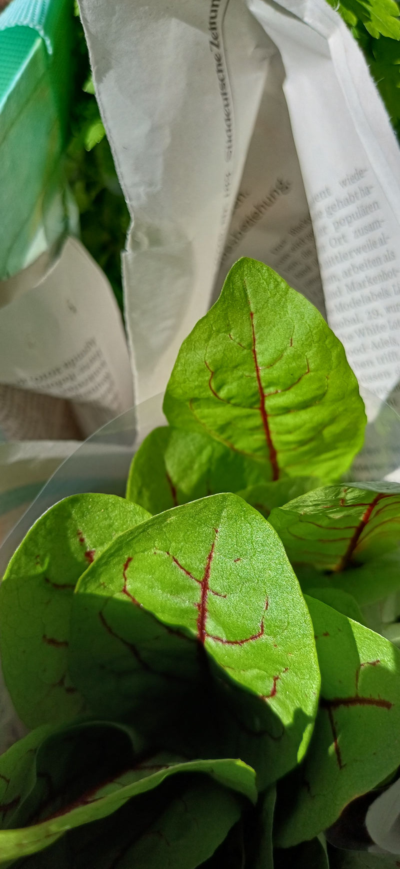 On peut voir les feuilles vertes de l'oseille sanguine avec leurs nervures rouges caractéristiques. Elles reposent sur du papier journal dans un espace lumin...