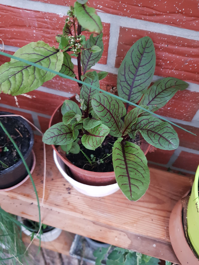 L'image montre une patience sanguine dans un pot de fleurs sur une étagère en bois. Les nervures caractéristiques des feuilles rouges sont clairement visibles.