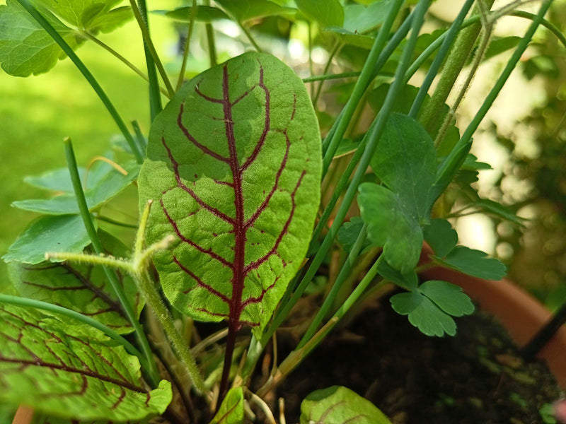 L'image montre une feuille vert clair de rumex sanglant avec des nervures rouge foncé caractéristiques. Elle pousse dans un pot de fleurs entourée d'autres p...