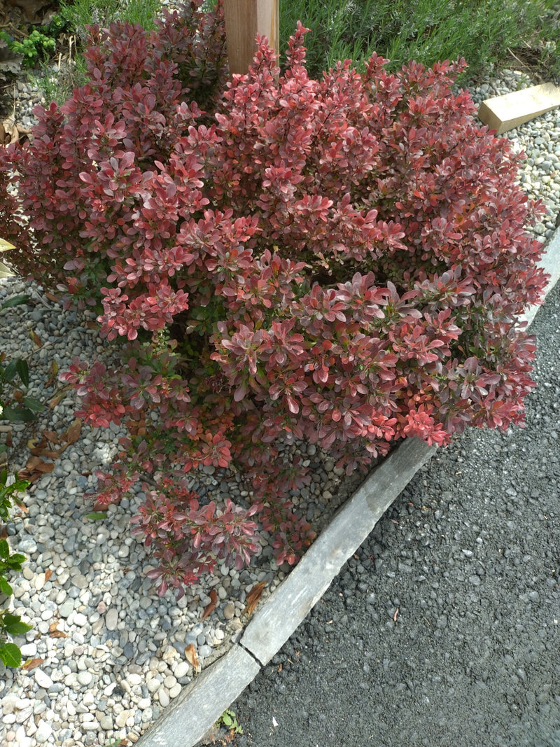 On peut voir un épine-vinette de Thunberg aux feuilles rouges caractéristiques dans un parterre. L'arbuste compact pousse dans un cadre de jardin soigné sur ...