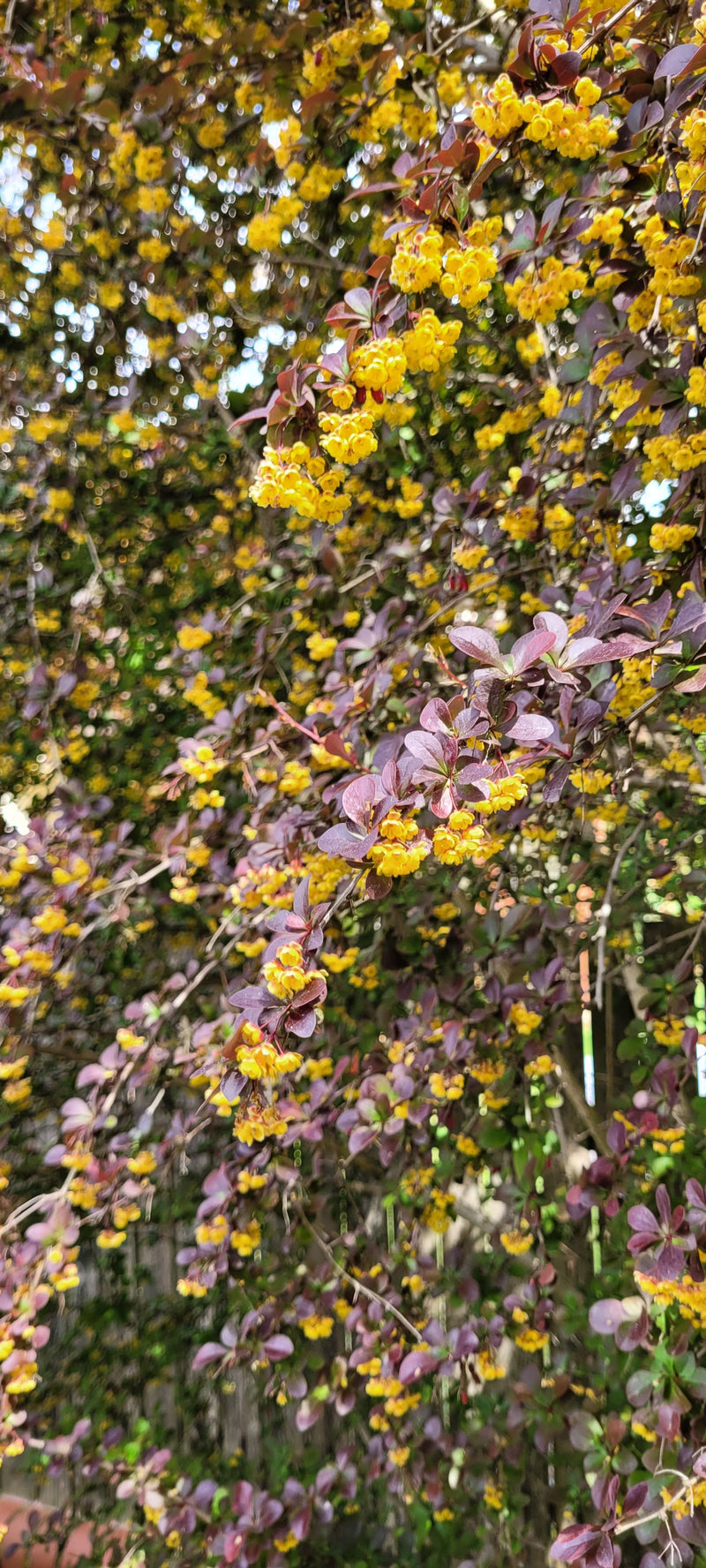 On aperçoit une branche de berberis de Thunberg aux feuilles rouge foncé et aux nombreuses fleurs jaunes. La photo montre l'arbrisseau dans un environnement ...
