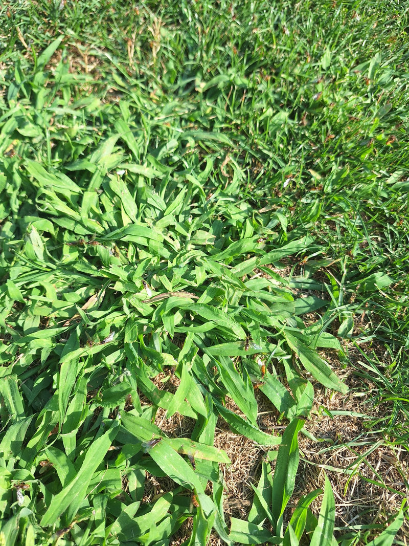 L'image montre une sanguine plantée dans une pelouse. La plante pousse à plat sur le sol.