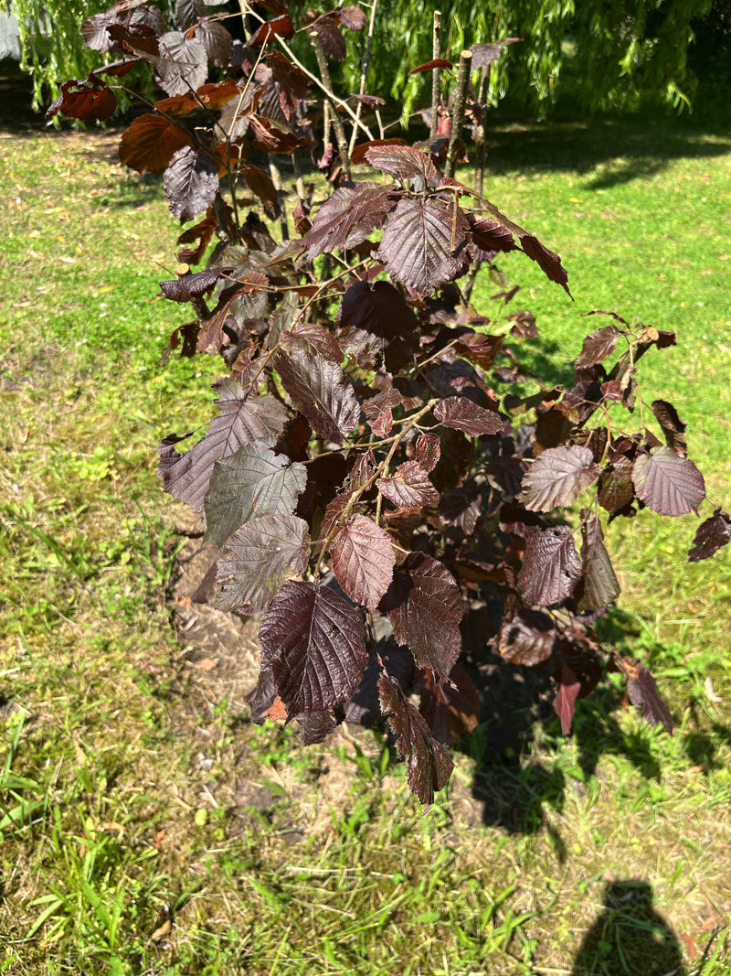 On aperçoit un jeune noisetier avec des feuilles rouge foncé caractéristiques, vu du dessus. La plante se trouve dans un jardin sur une pelouse.