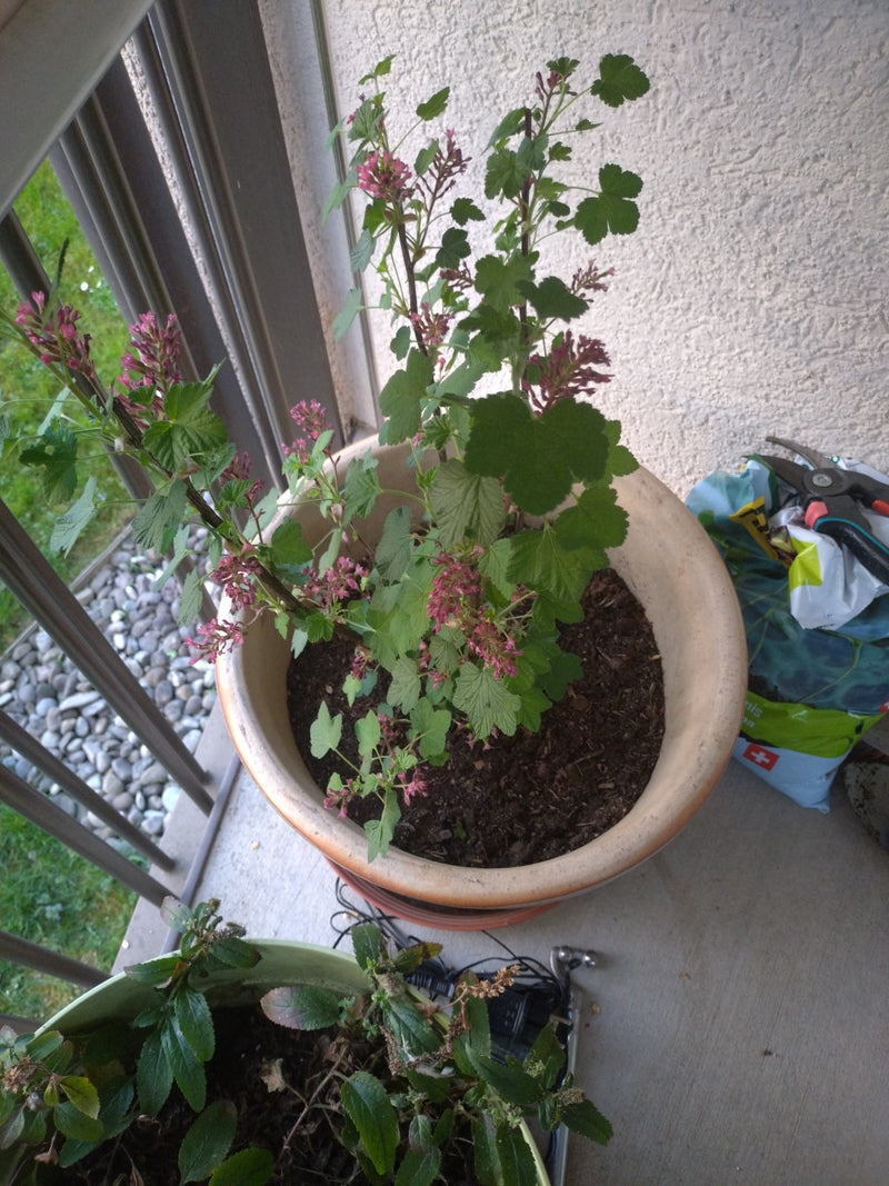 Groseille sanguine — Bild 1