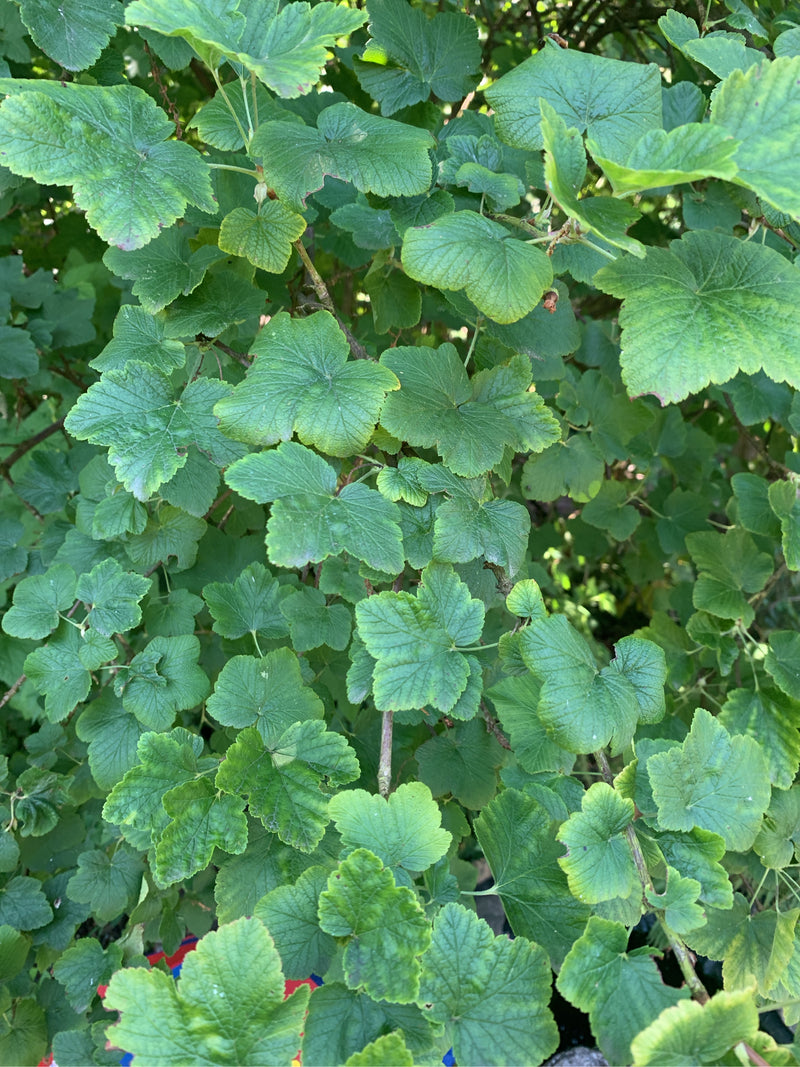 On aperçoit les feuilles vertes et lobées d'un groseillier sanguine en plan rapproché. Aucune fleur n'est visible.