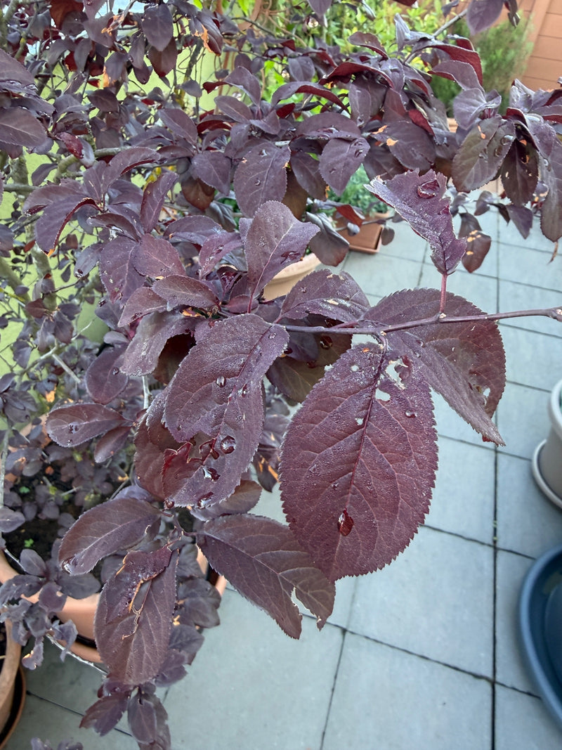 On peut voir les feuilles et les branches rouge foncé caractéristiques d'un prunier de Pissard. La plante est dans un pot sur une terrasse carrelée.