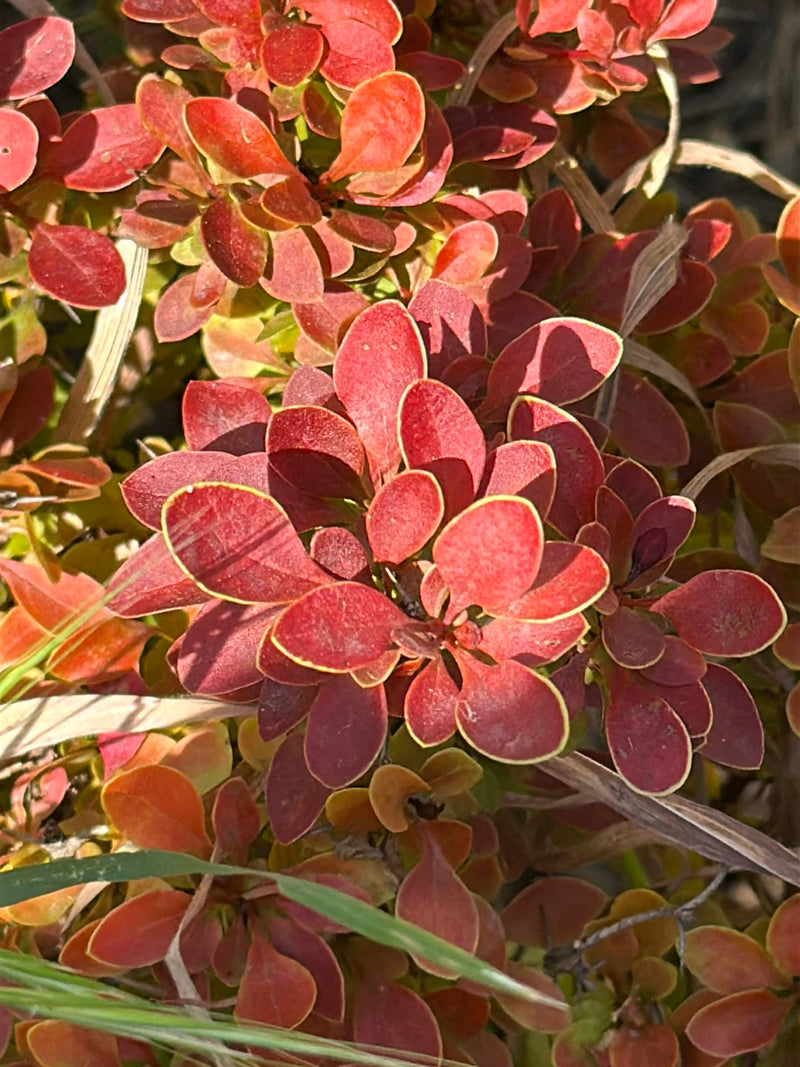 On voit un gros plan des feuilles rouge foncé caractéristiques d'un épinette de Thunberg. Les petites feuilles ovales poussent densément sur les branches.