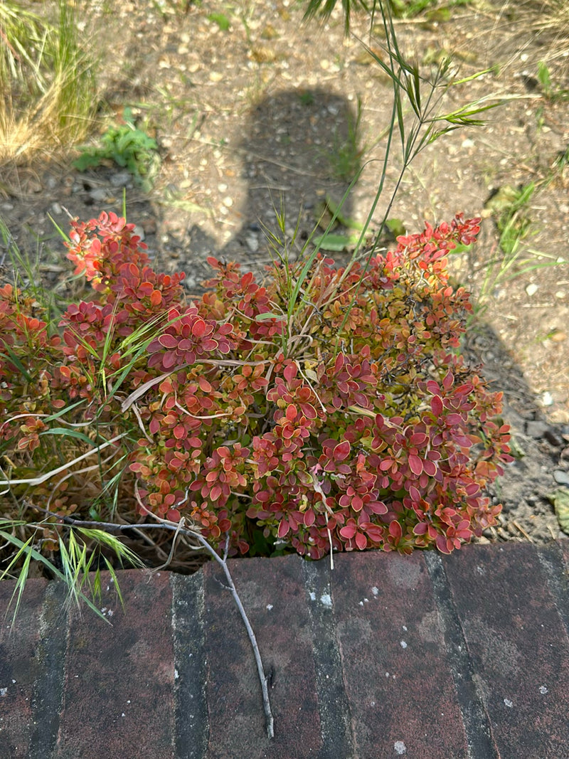 On aperçoit un arbuste compact de berbéris de Thunberg aux feuilles rougeâtres caractéristiques. La plante pousse devant un muret en pierre sur un sol sablon...