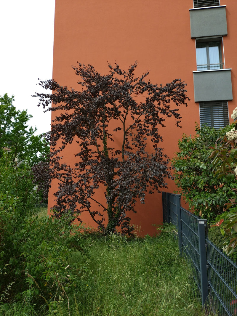 On voit un jeune hêtre commun aux feuilles rouge foncé poussant devant un mur de maison orange. Au premier plan se trouve une pelouse avec une clôture.