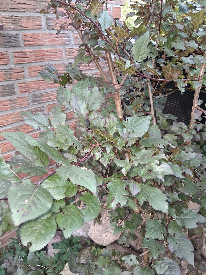 Branches d'un prunier myrobolan aux feuilles dentées légèrement teintées de rouge devant un mur de briques.