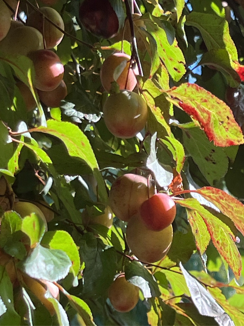L'image montre des fruits en cours de mûrissement et des feuilles vertes d'un prunier de Pissard sur une branche. Les petites prunes rondes pendent parmi le ...