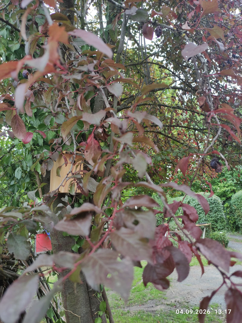 On aperçoit une branche de prunier cerasifère à feuilles rouges avec des feuilles pourpres et quelques fruits dans un cadre de jardin. La plante est en phase...