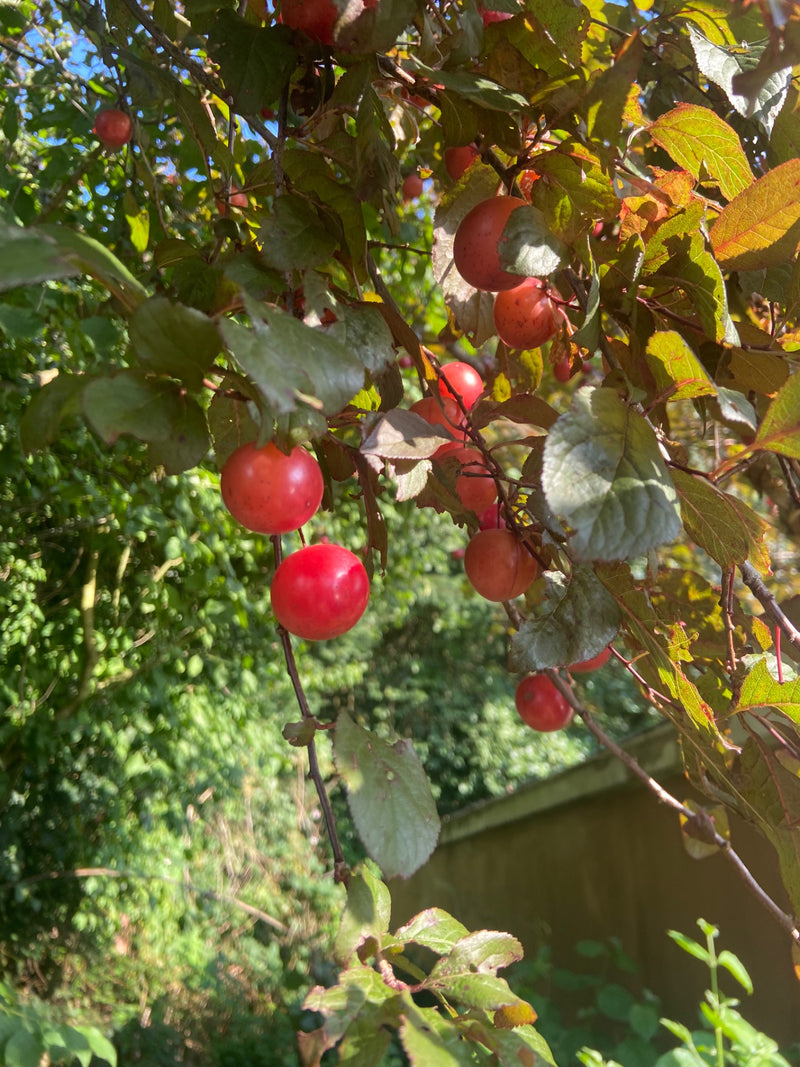 L'image montre des prunes cerises rouges accrochées aux branches d'un arbre. Elles sont entourées d'un feuillage vert et éclairées par la lumière du soleil.