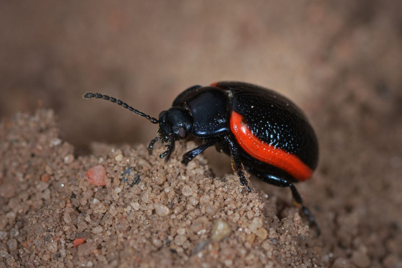 Coléoptère rouge sang — Bild 1