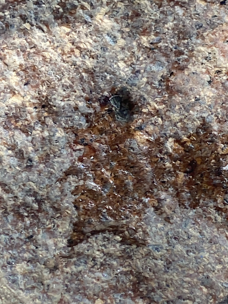Bugs au sol — Bild 1