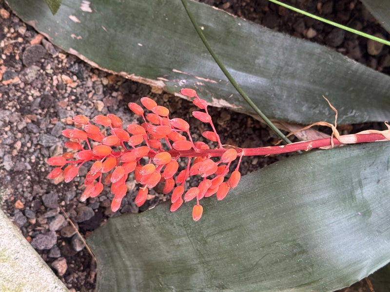 L'image montre les larges feuilles à motifs d'une sansevière. Une tige fructifère rougeâtre avec de nombreuses petites baies ovales rouge orangé repose sur l...