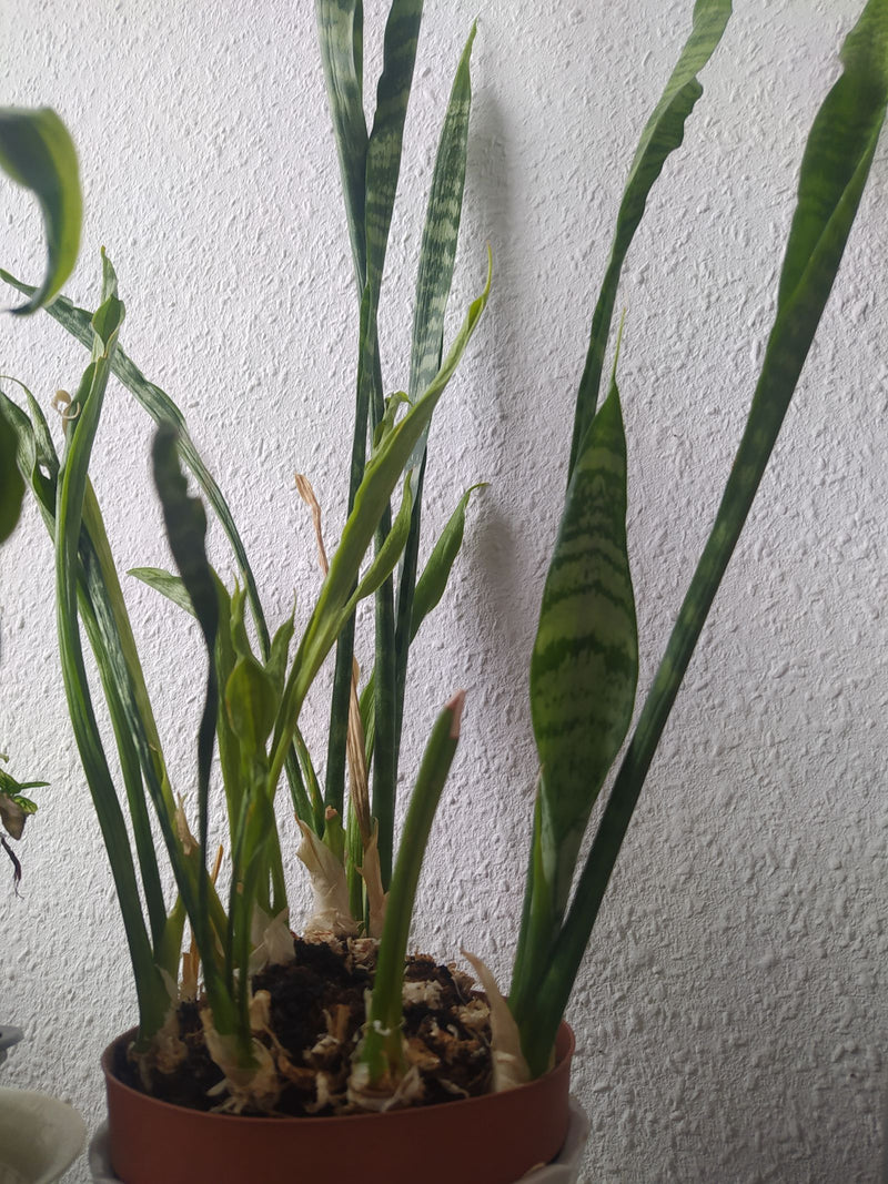 On voit une sansevière dans un pot de fleurs devant un mur blanc. La plante montre ses feuilles caractéristiques longues et dressées.