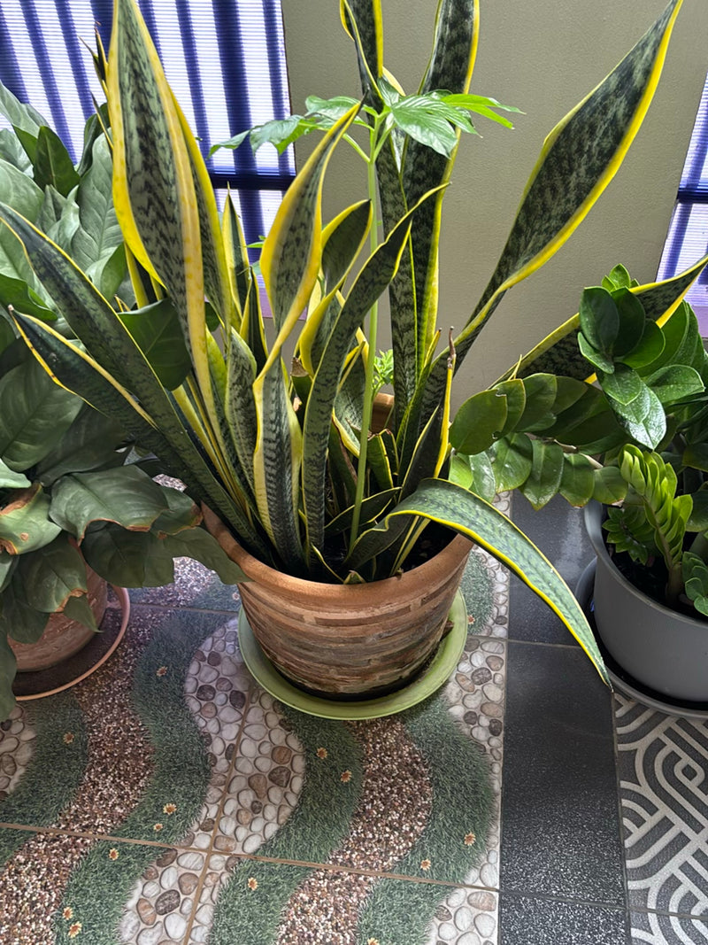 On peut voir une sansevière avec des feuilles typiques à croissance verticale et aux marges jaunes. La plante se trouve dans un pot en argile sur un sol carr...