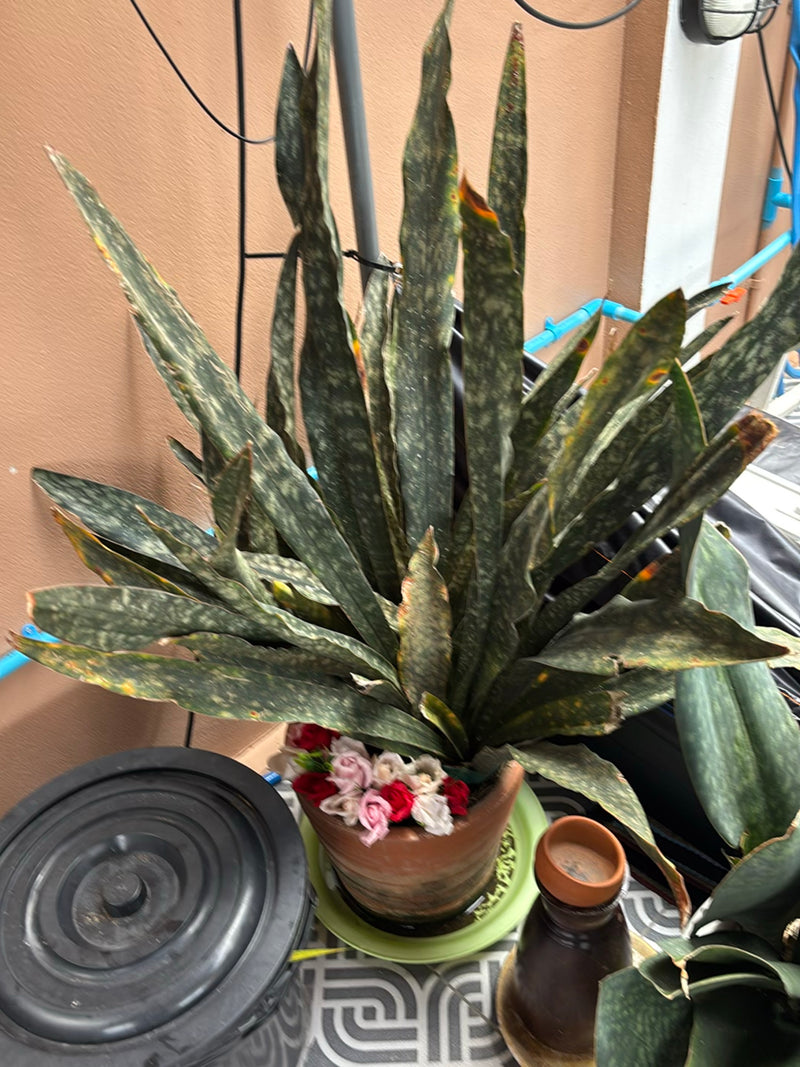 L'image montre une grande plante de langue de belle-mère dans un pot de fleurs en argile. Les longues feuilles dressées présentent le motif typique.