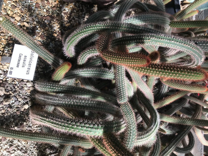 Bolivianischer Kaktus — photo 1 sur 1