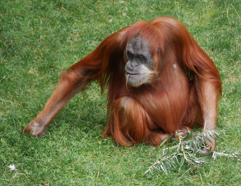 Orang-outan de Bornéo — Bild 1
