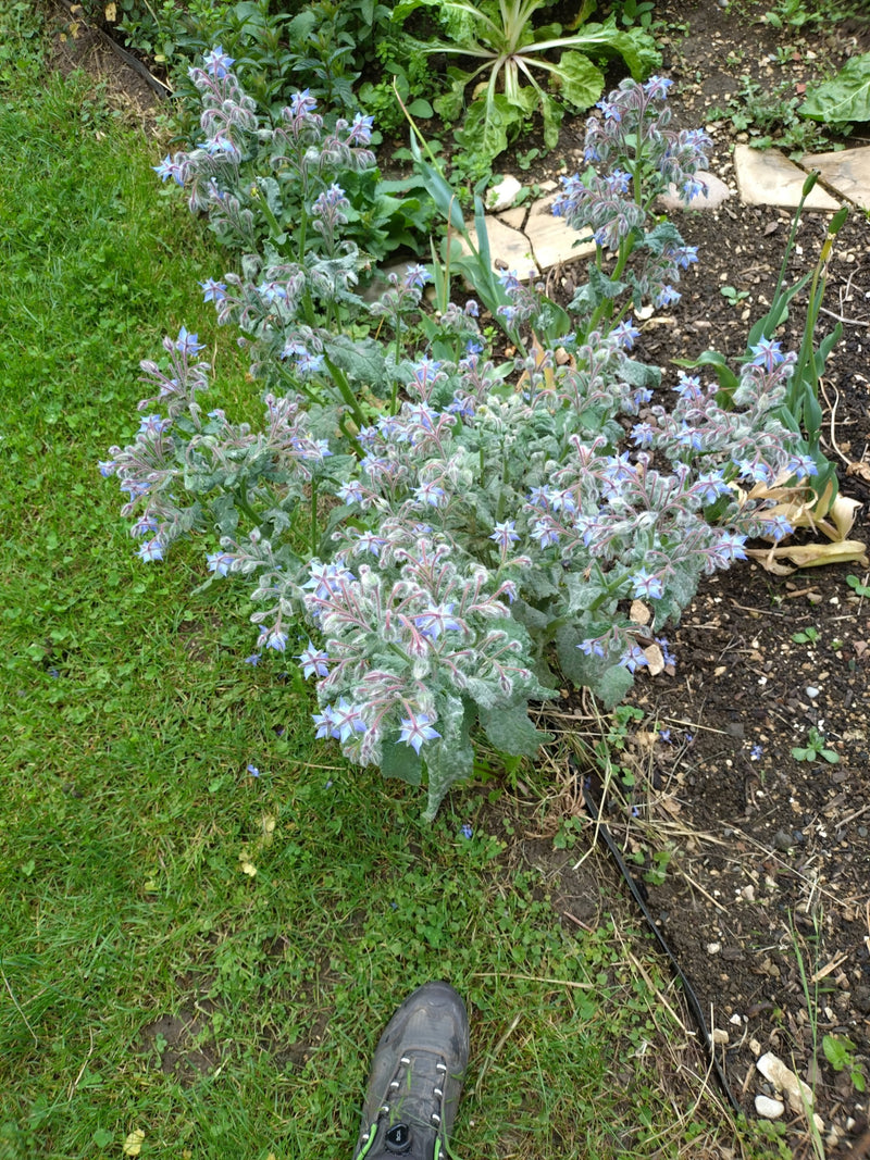 Bourrache — Bild 1