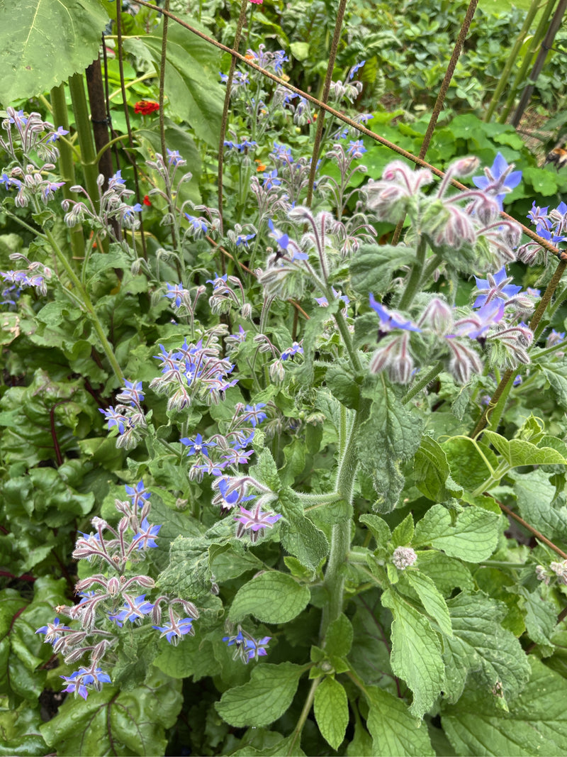 On y voit une plante de bourrache en fleur avec ses fleurs bleues caractéristiques en forme d'étoile et ses tiges poilues. La plante pousse dans un parterre ...