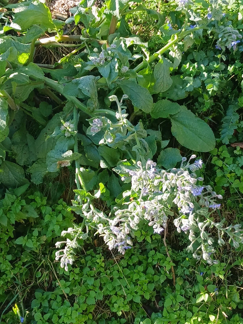 Une plante de bourrache en fleur avec des feuilles velues et des boutons pousse parmi la végétation basse.