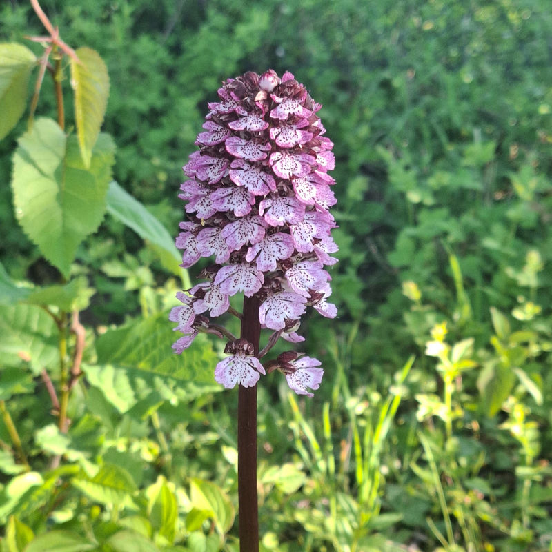 Orchidée brûlée — Bild 1