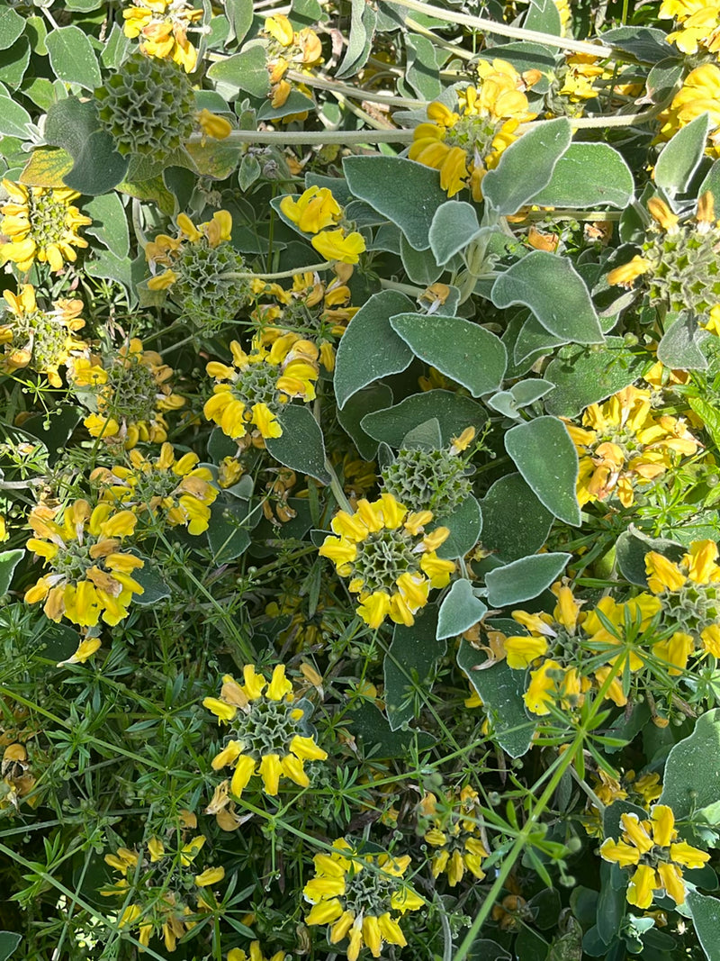 Épilobe — Bild 2