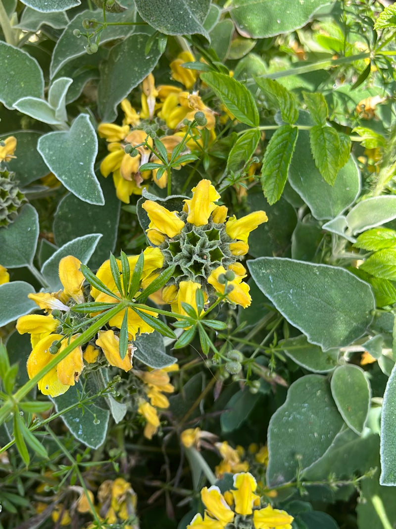 Épilobe — Bild 3