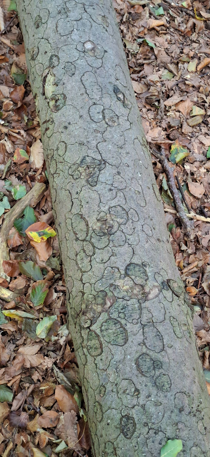Brandkrustenpilz — photo 1 sur 1