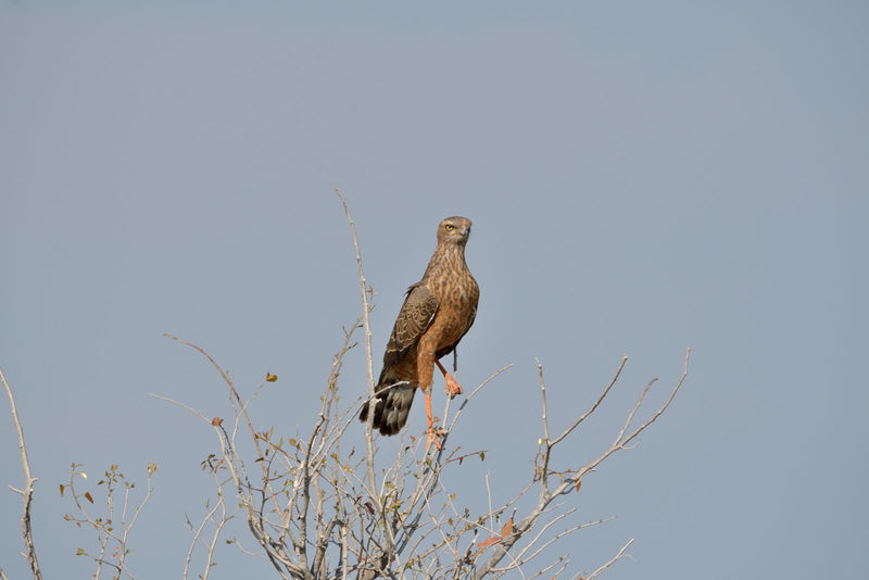 Braun-Schlangenadler — photo 1 sur 1