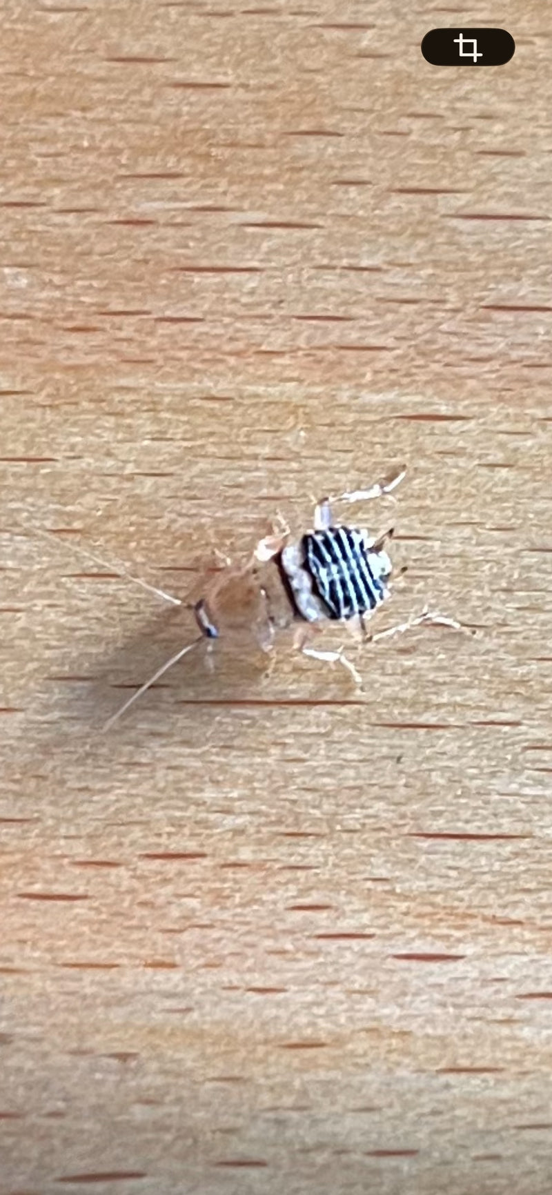 Une nymphe de blatte germanique ou connexe est assise sur une surface en bois clair, montrant des rayures caractéristiques sur l'abdomen. L'insecte est clair...