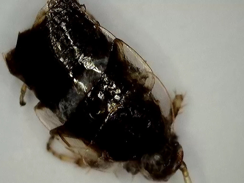 L'image montre un gros plan d'une blatte germanique sur une surface claire. L'insecte est au repos dans une position plate.