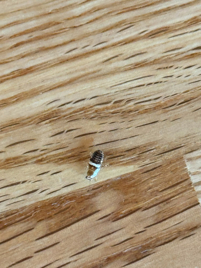 On aperçoit une nymphe de blatte germanique sur une surface en bois veiné. L'insecte présente les motifs caractéristiques de l'espèce.
