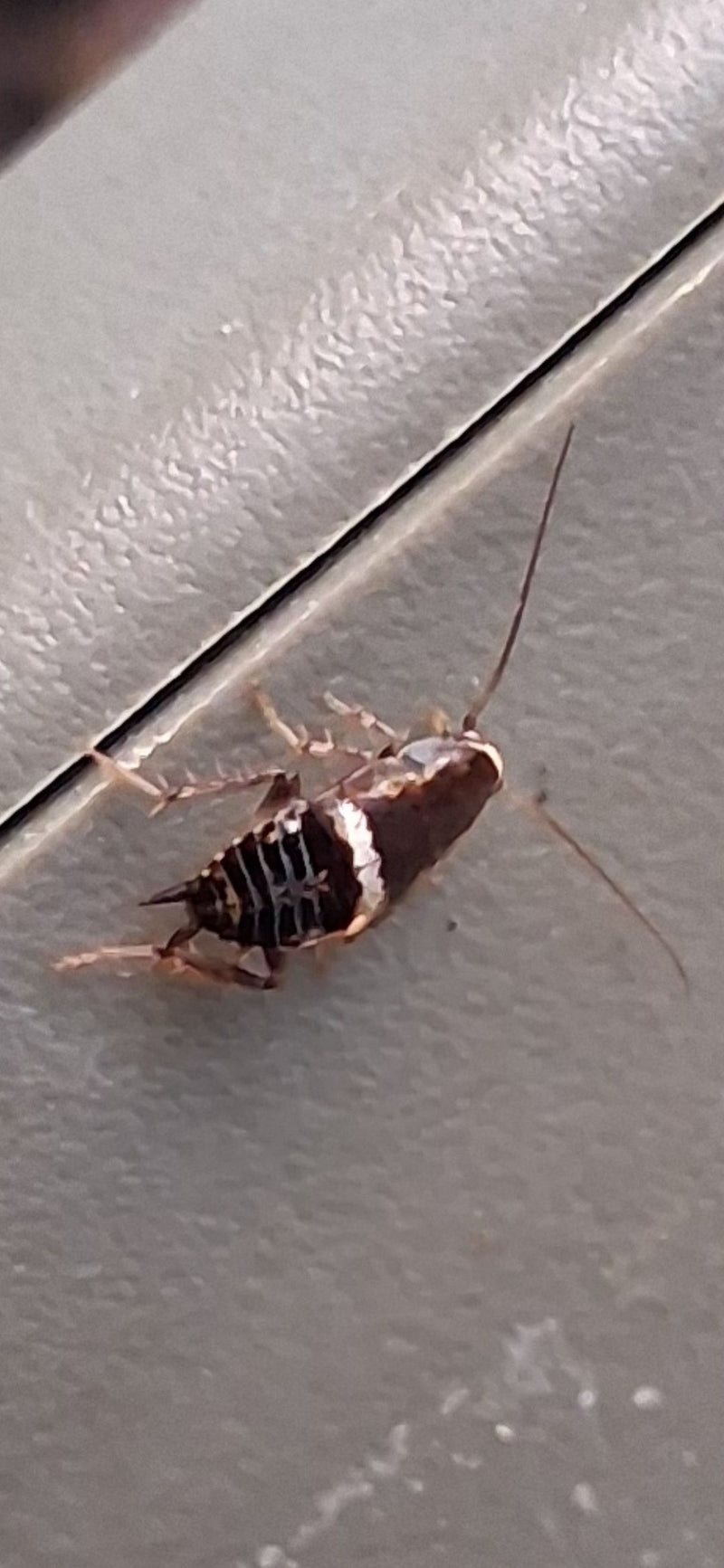 On aperçoit une nymphe de blatte meublée sur une surface claire. Les bandes transversales caractéristiques de l'abdomen sont bien visibles.