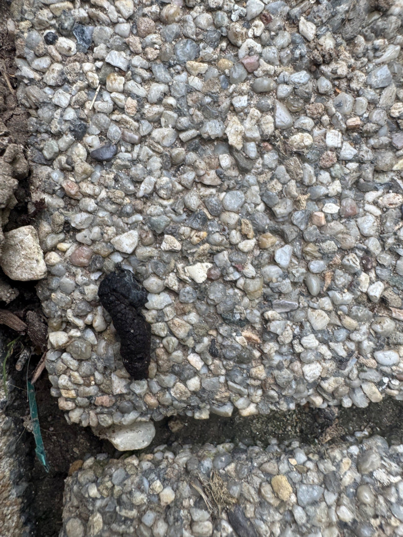 L'image montre des crottes de hérisson sur une surface pavée.
