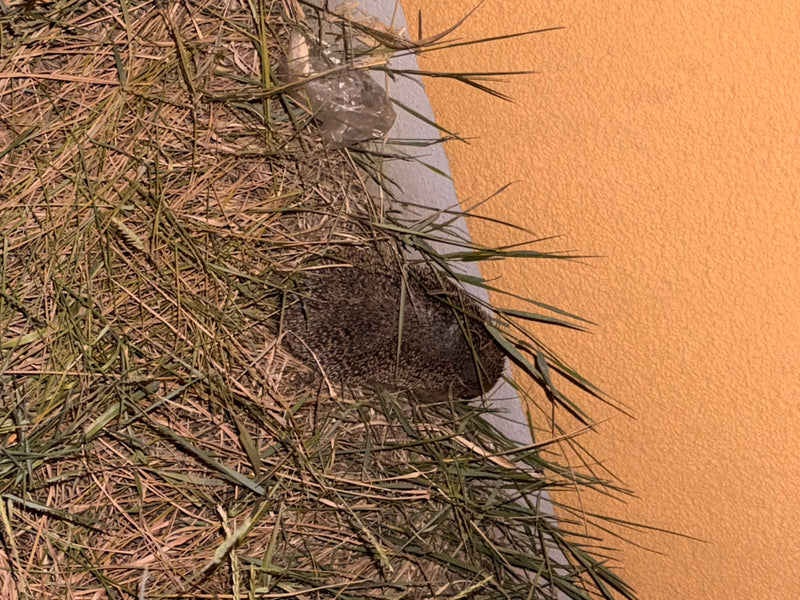 Un hérisson européen est recroquevillé dans les hautes herbes, juste à côté d'un mur de maison orange. Ses piques sont bien visibles.